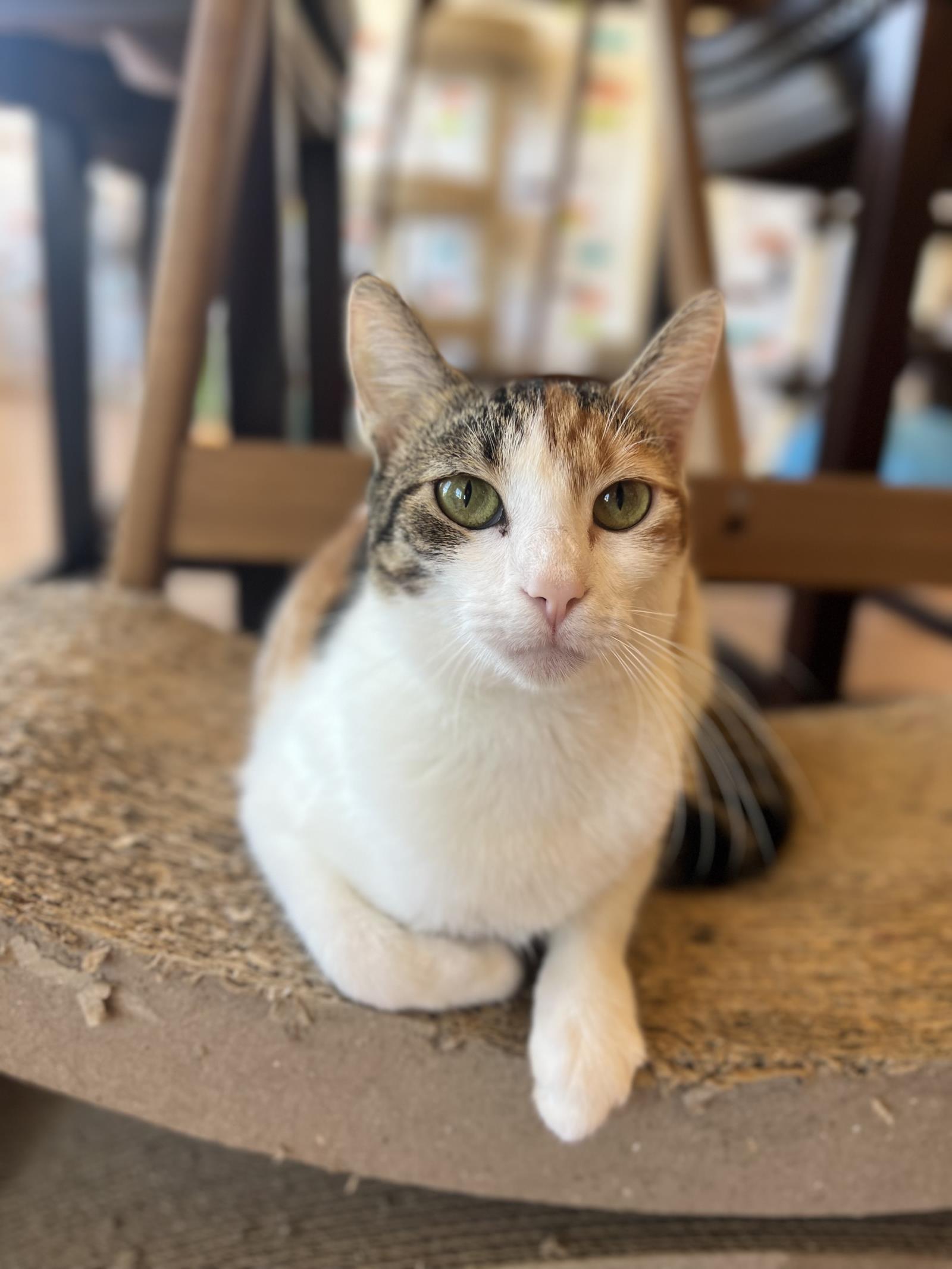 Sophia #A22-3326: Female Cat
