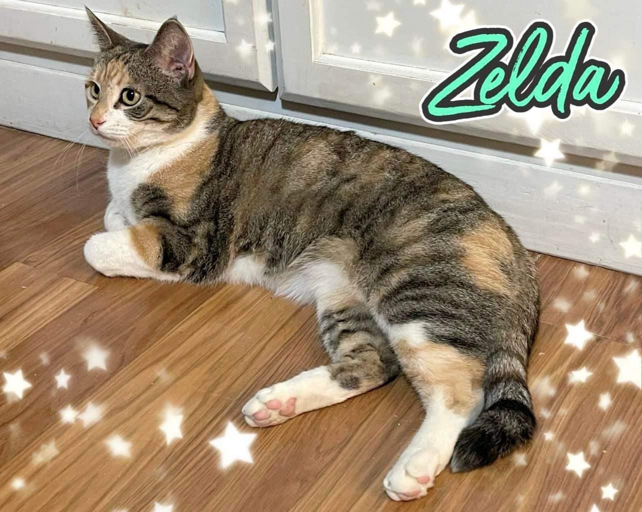 Zelda #A22-2729: Female Cat