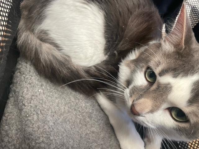 Yoshi #A23-3839: Male Cat