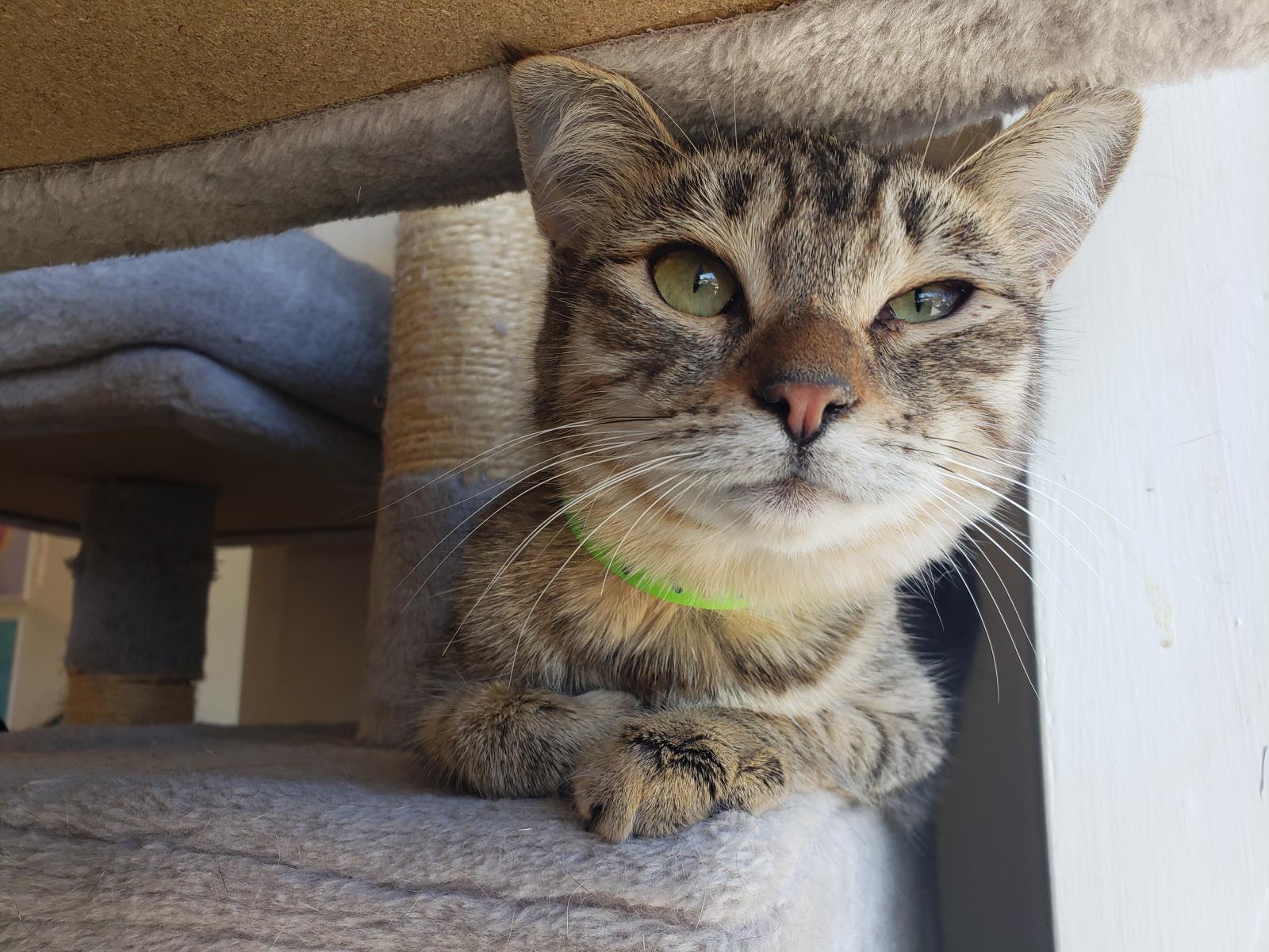 Adoption Application