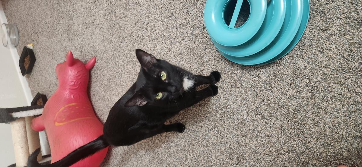 Okra