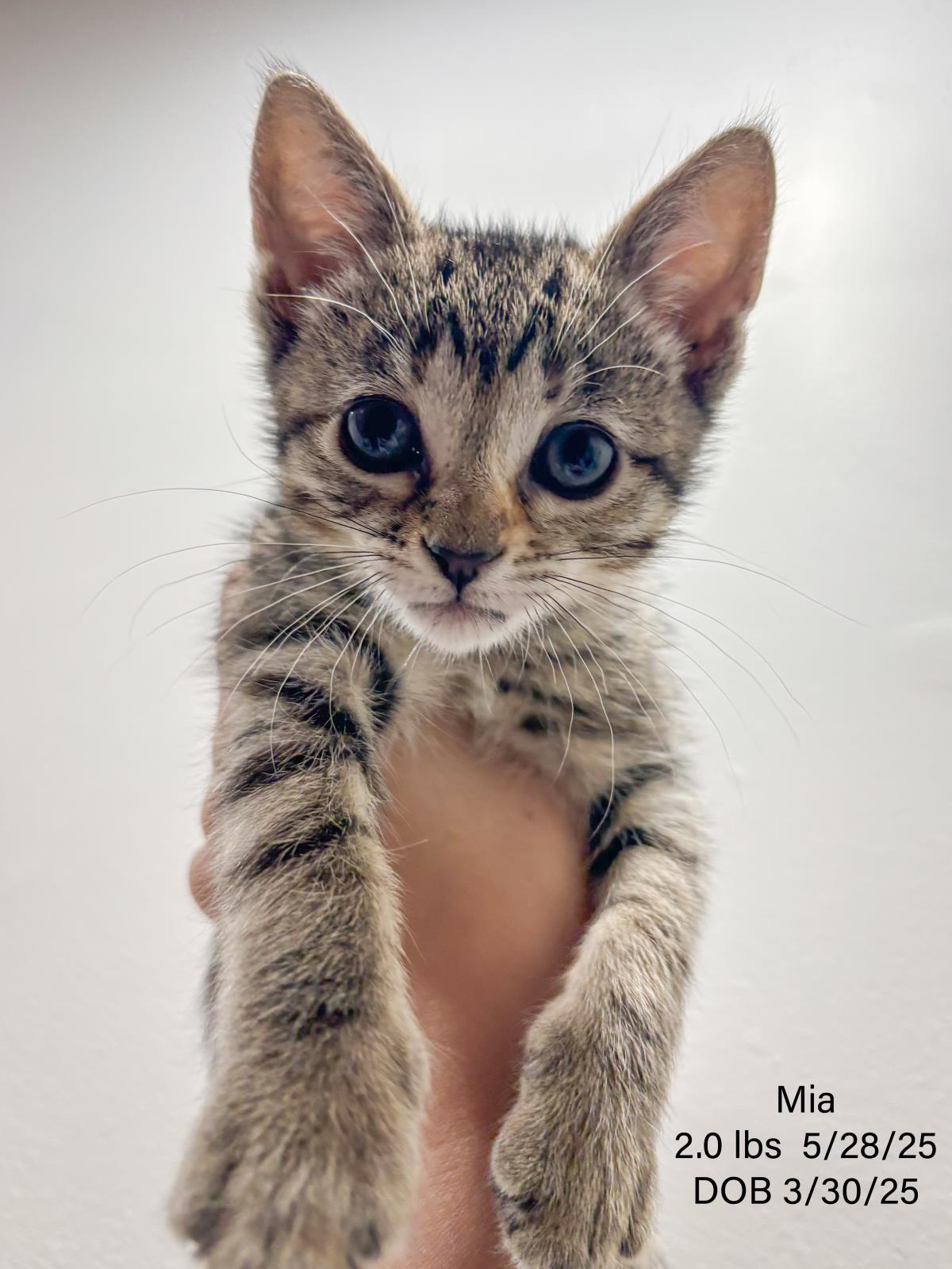Mia
