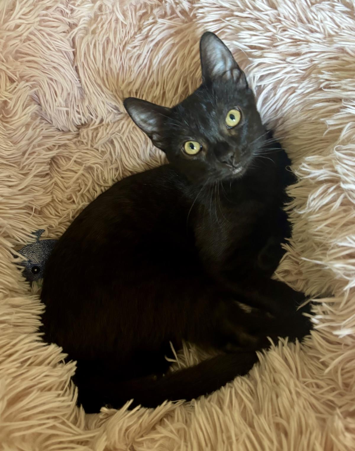 Bella