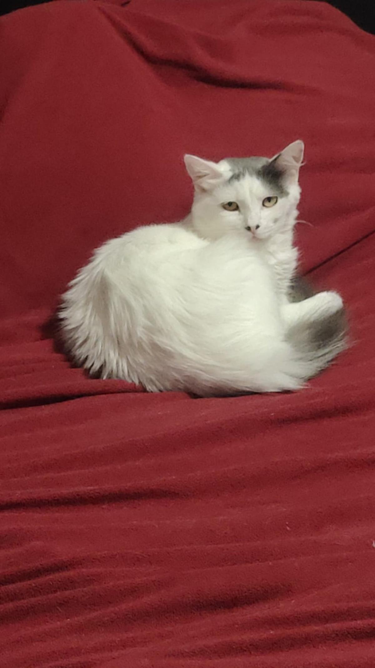 Blanquita