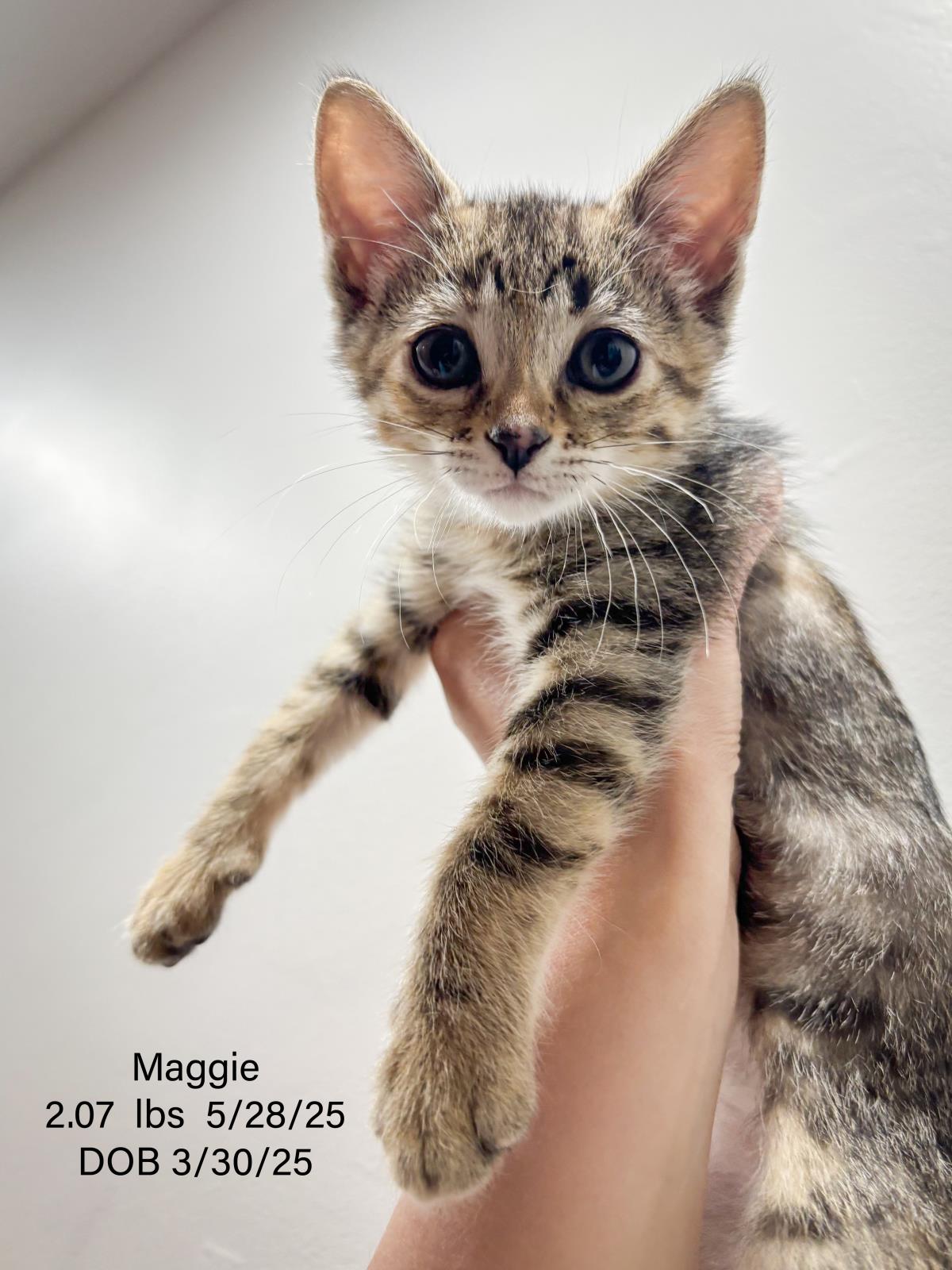 Maggie