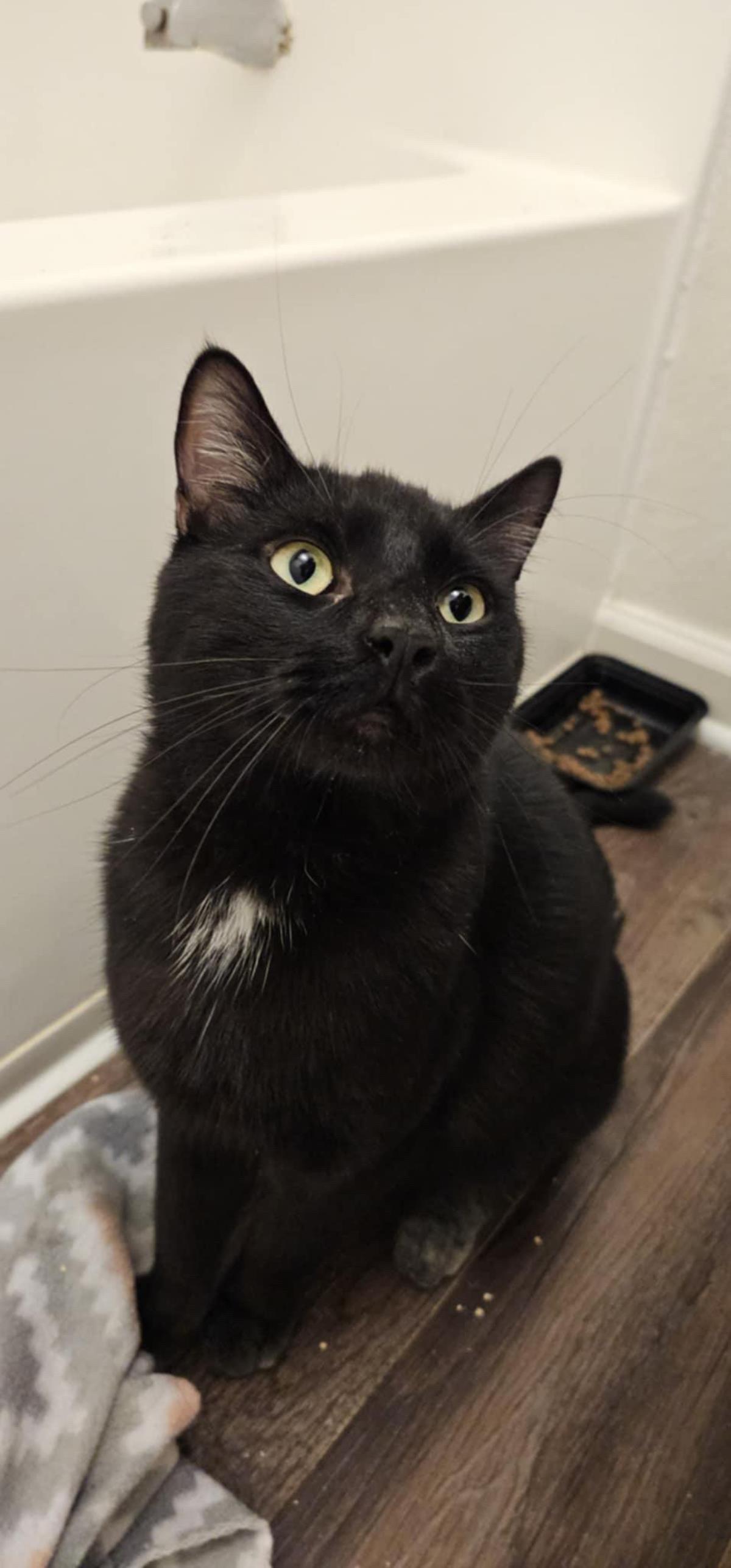 Baby Spice Aka Chonk Spice