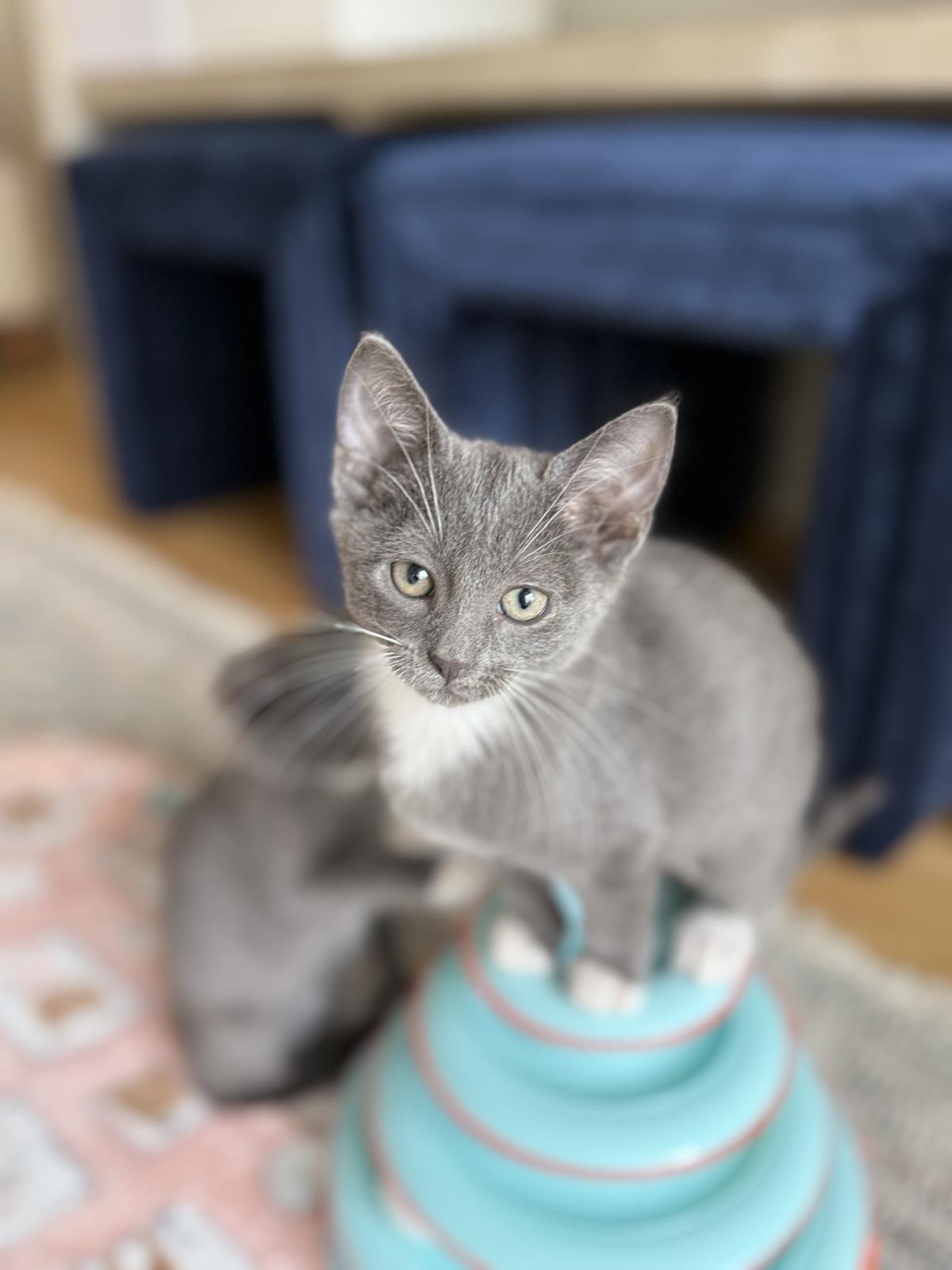Greta
