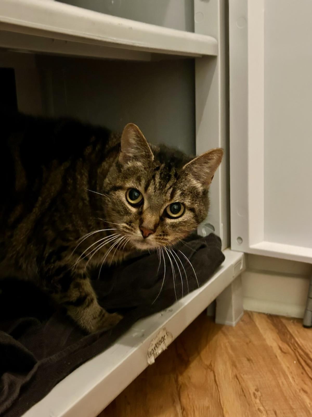 Princess (Fka Alaric)