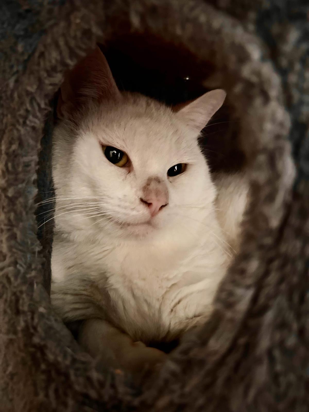 Milo