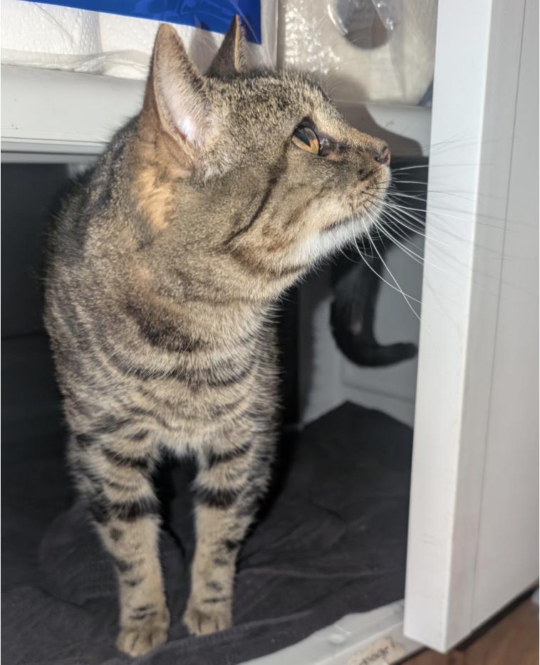 Princess (Fka Alaric)