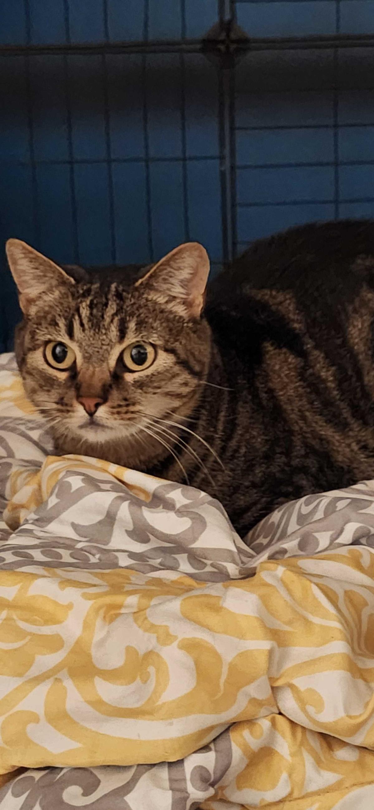 Princess (Fka Alaric)