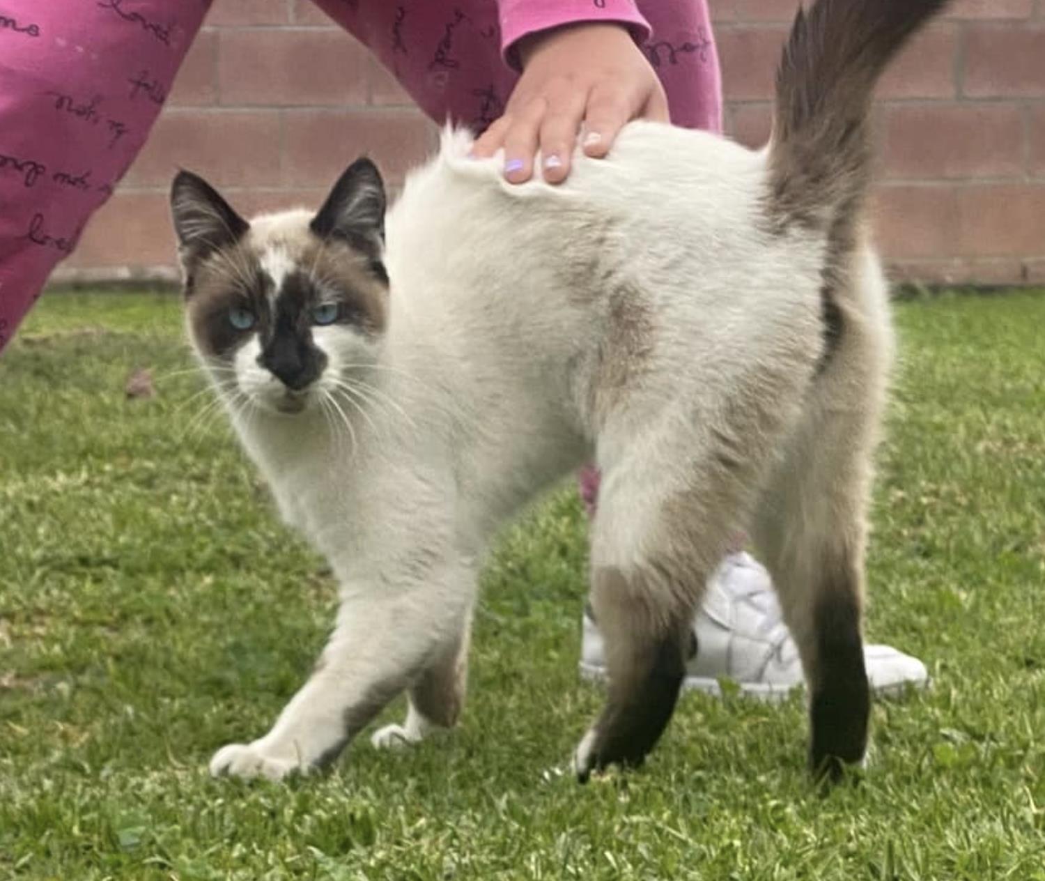 Socks (Aka Prince)