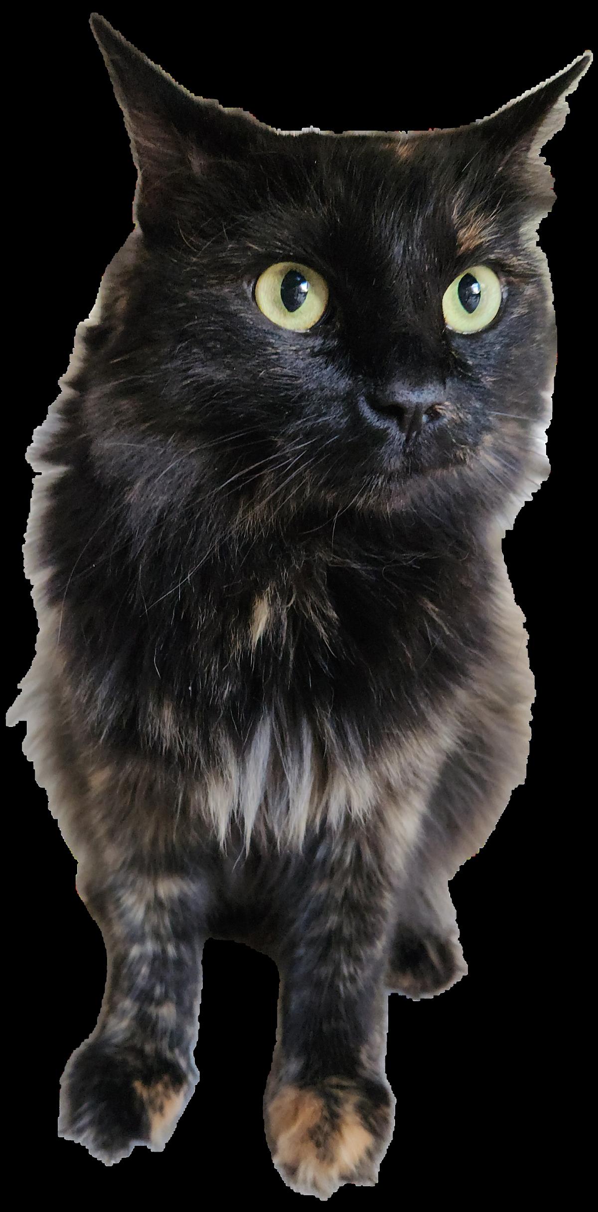 Stella