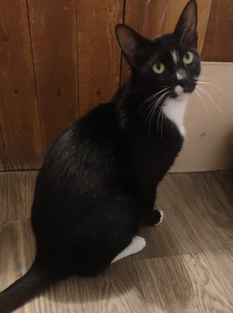 Tuxedo