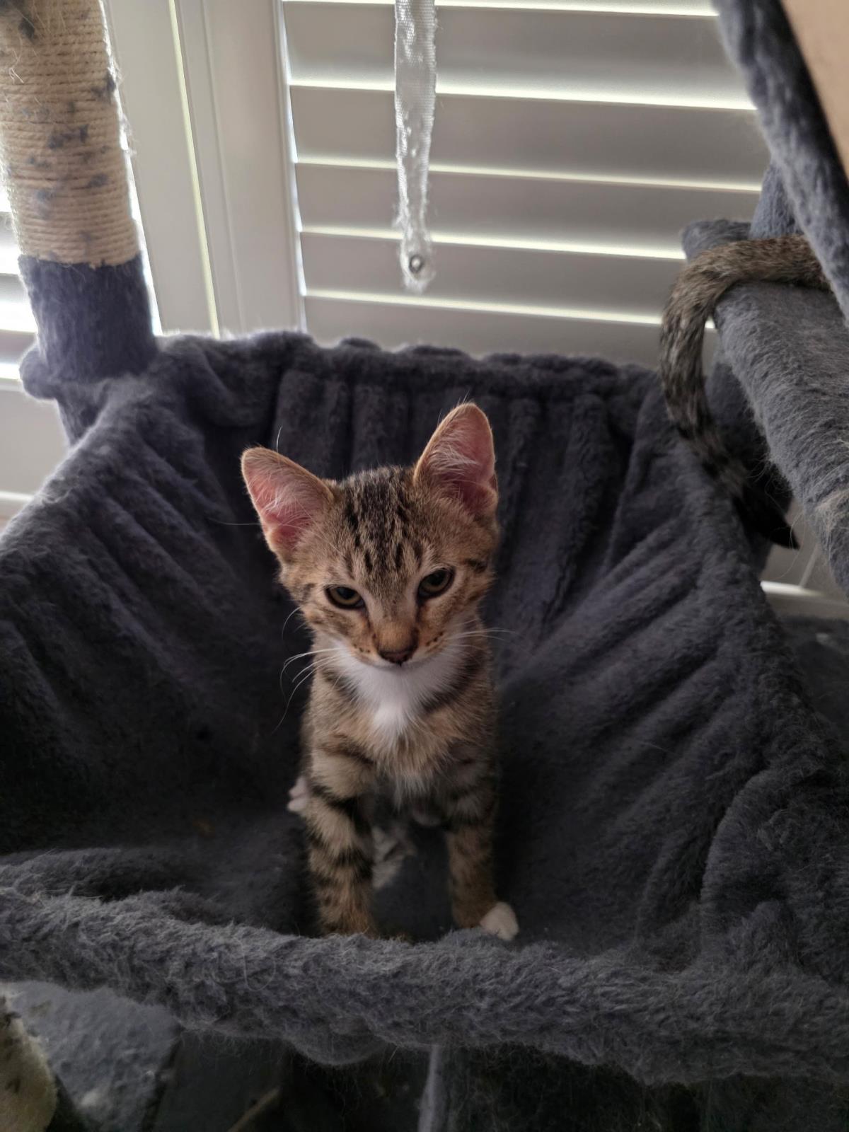 Basil