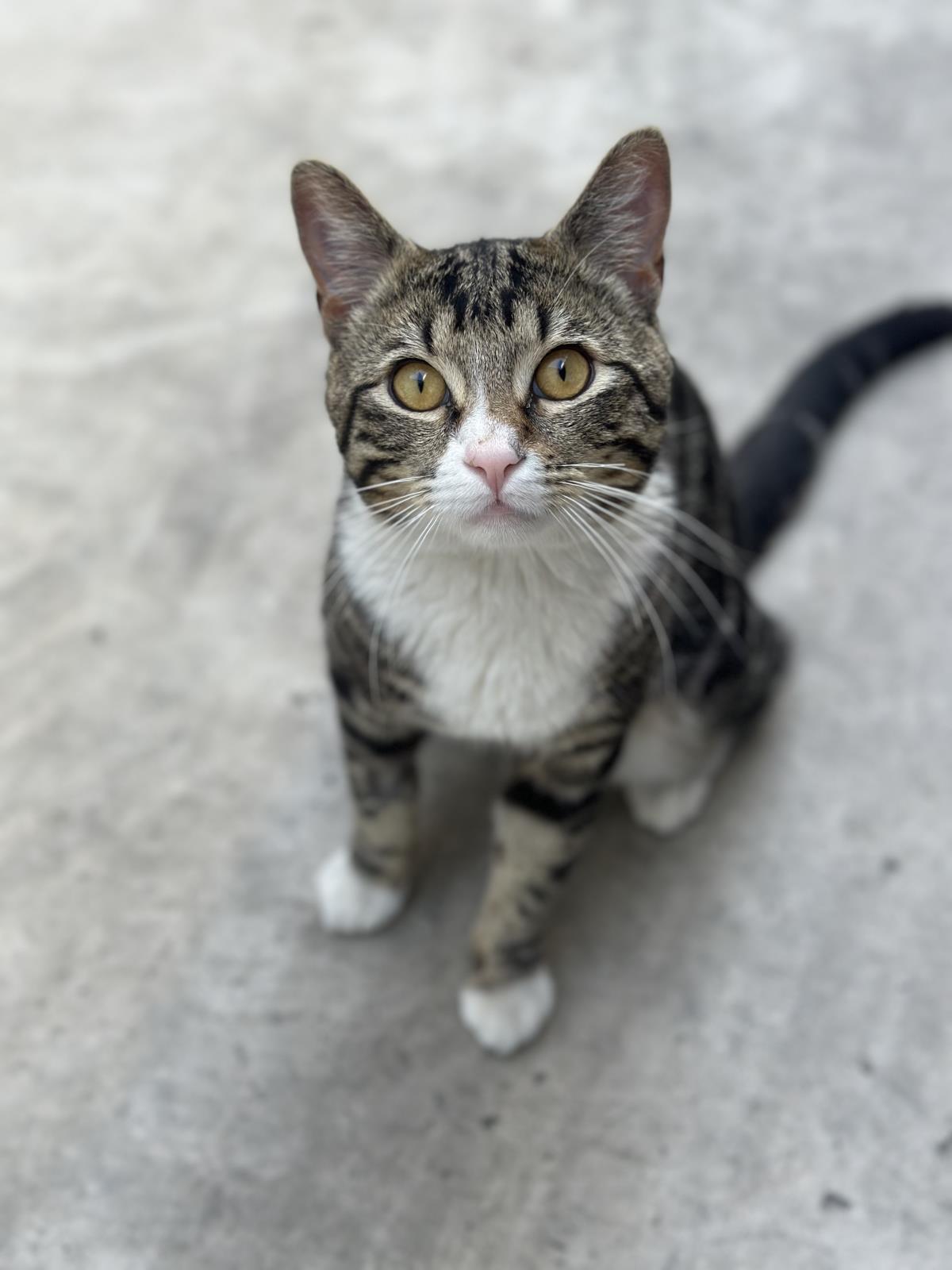 Loki