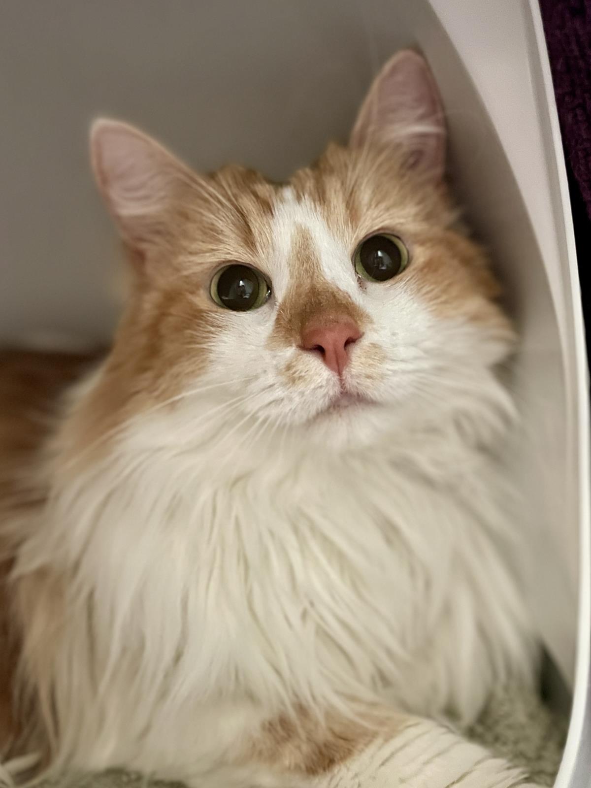 Mimzy (Aka Xena)