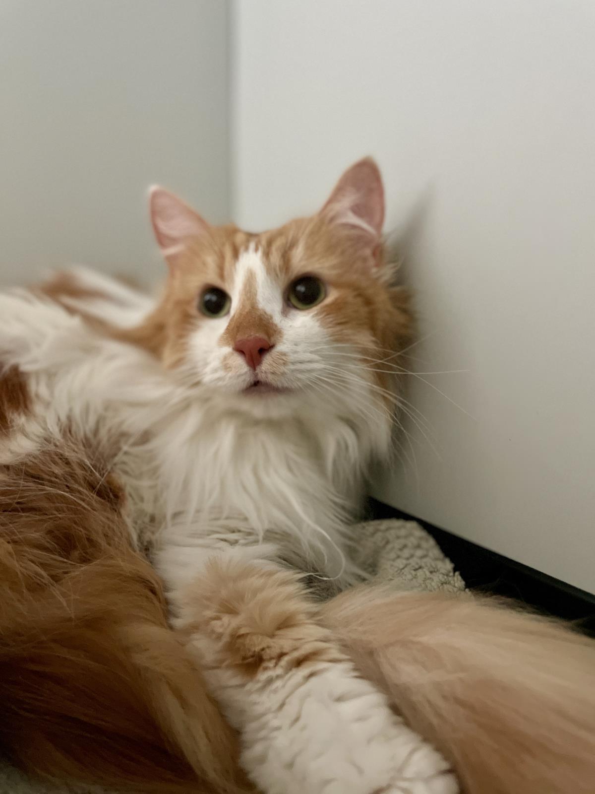 Mimzy (Aka Xena)