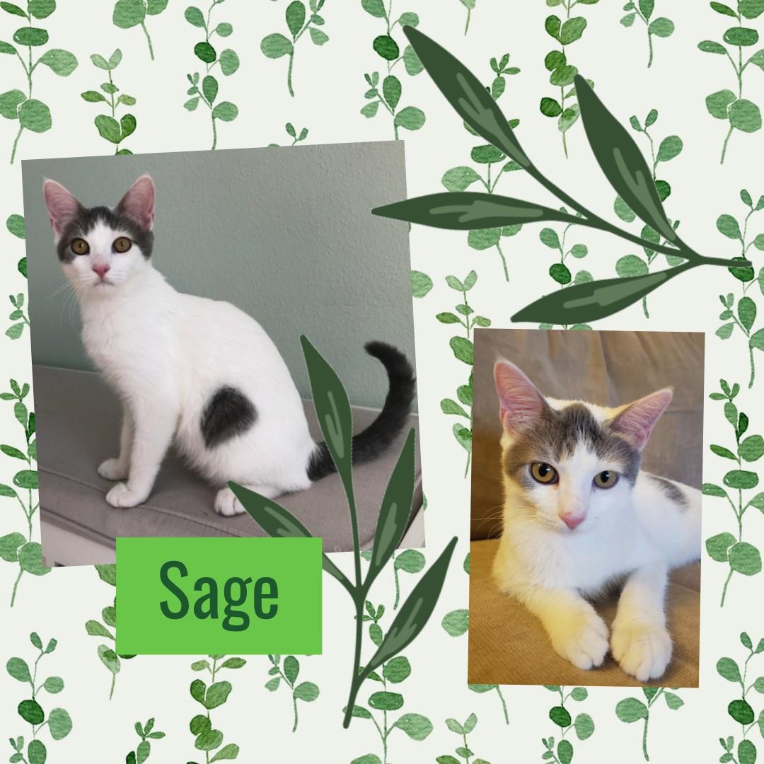 Sage